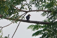 Gracula religiosa