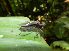 Leptoscelis tricolor