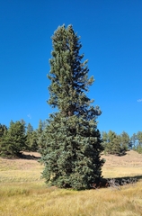 Picea pungens