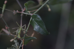 Commicarpus scandens