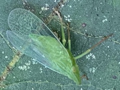 Rhynchomitra recurva