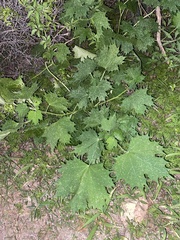 Cnidoscolus maculatus