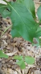 Hieracium lachenalii