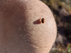 Coccinella monticola