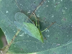 Rhynchomitra recurva