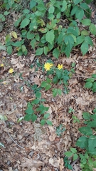 Hieracium lachenalii