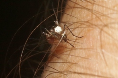 Aedes scapularis