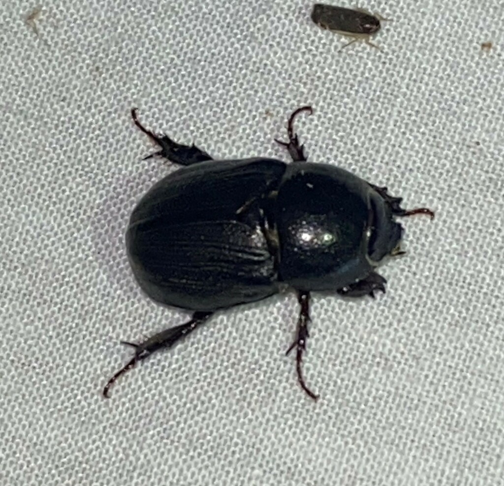 Sugarcane Beetle from Along Ijams Branch, off of Co. Rd. 275 ...