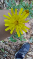 Hieracium lachenalii