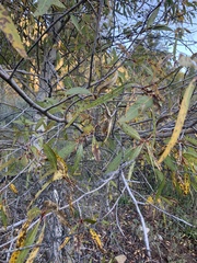 Populus angustifolia