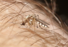 Aedes scapularis