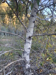 Populus angustifolia