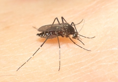Aedes taeniorhynchus