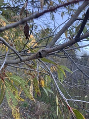 Populus angustifolia