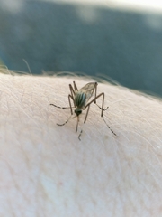 Aedes vittiger