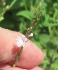 Verbena halei