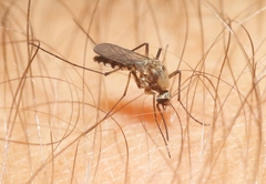Aedes scapularis