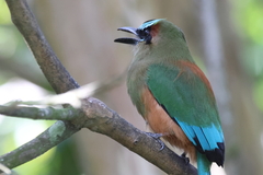 Eumomota superciliosa