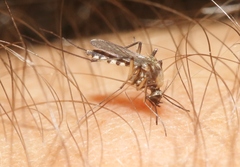 Aedes scapularis