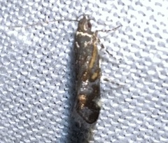 Anacampsis