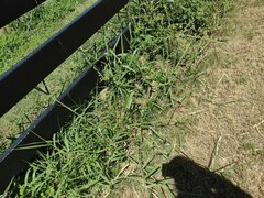 Urochloa mutica