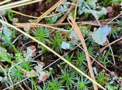 Cladonia gracilis