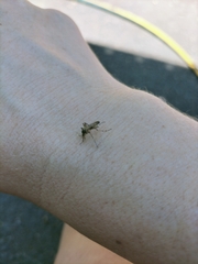 Aedes vittiger