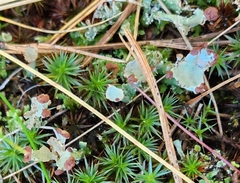 Cladonia gracilis