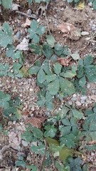 Potentilla canadensis