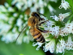 Apis mellifera