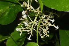 Psychotria ligustrifolia