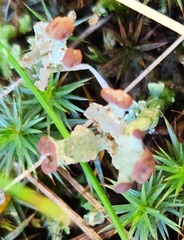 Cladonia gracilis