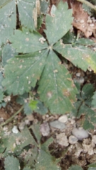 Potentilla canadensis