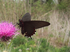Parides bunichus