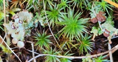 Cladonia gracilis
