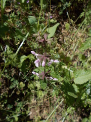 Stachys rigida