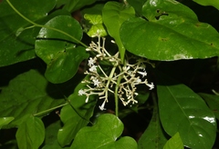 Psychotria ligustrifolia