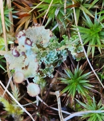 Cladonia gracilis