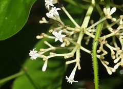 Psychotria ligustrifolia
