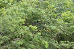 Cyanocorax yucatanicus