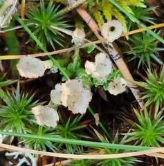 Cladonia gracilis