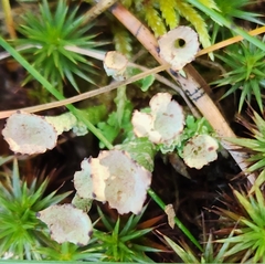 Cladonia gracilis