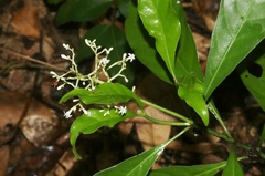 Psychotria ligustrifolia