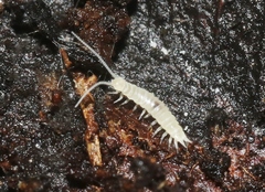 Scutigerellidae