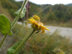 Pulicaria dysenterica dysenterica