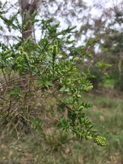 Melaleuca squarrosa