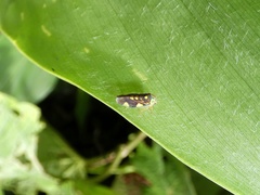 Gyponini