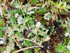 Cladonia gracilis