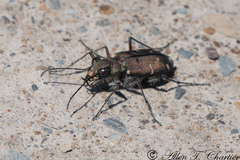 Cicindela duodecimguttata