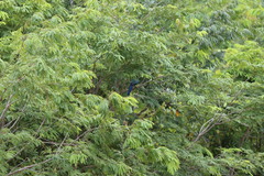 Cyanocorax yucatanicus